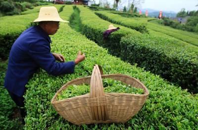 多喝茶，生活更美好——2020年全球茶葉消費量將超600萬噸